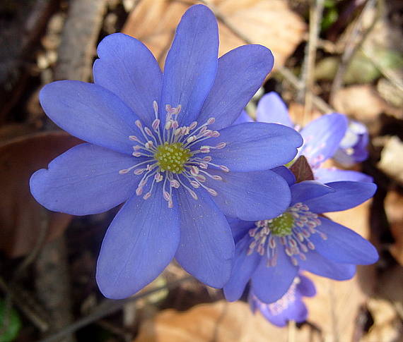 pečeňovník trojlaločný Hepatica nobilis Schreb.