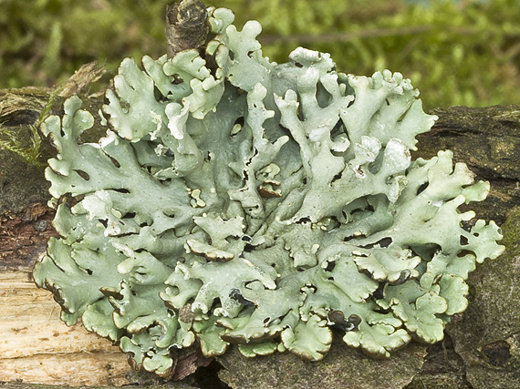 diskovka bublinatá Hypogymnia physodes (L.) Nyl.