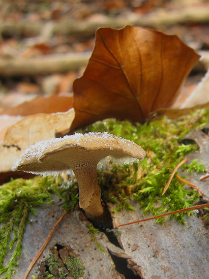 trúdnik zimný Lentinus brumalis (Pers.) Zmitr.