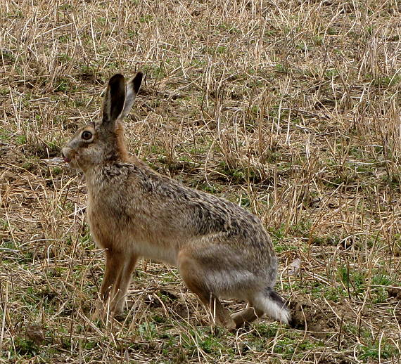 zajac poľný Lepus europaeus