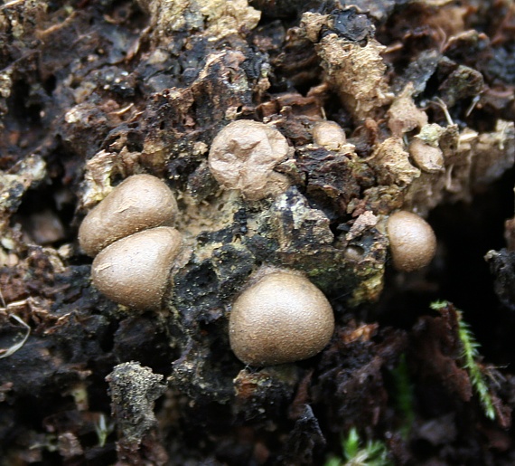 vlčinka veľká Lycogala flavofuscum (Ehrenb.) Rostaf.