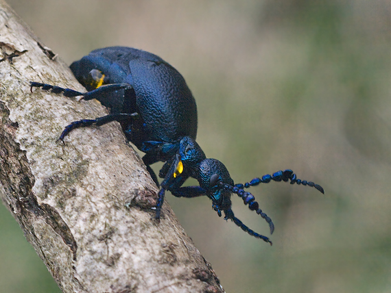 májka fialová Meloe violaceus