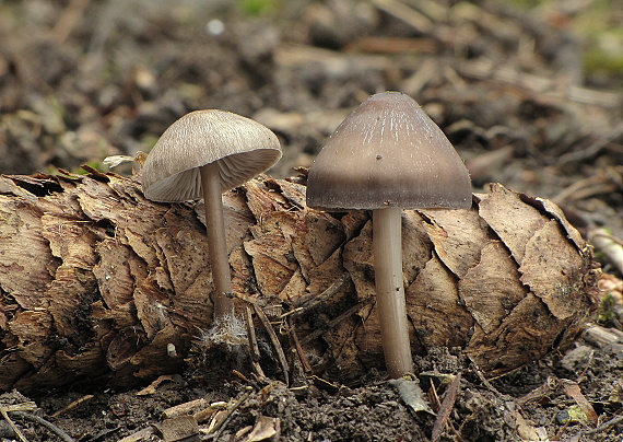 prilbička šišková Mycena strobilicola J. Favre & Kühner