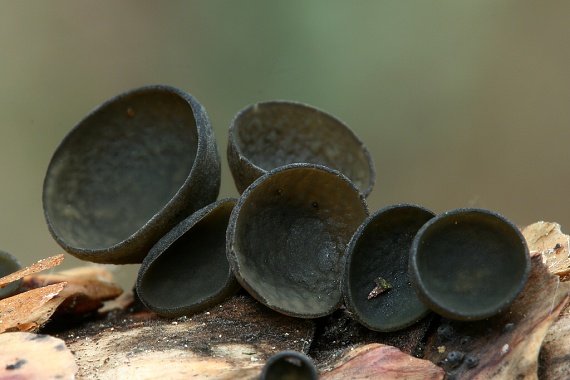 jahňadka smreková Rutstroemia bulgarioides (P. Karst.) P. Karst.