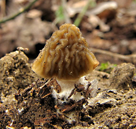 smrčkovec český Verpa bohemica (Krombh.) J. Schröt.