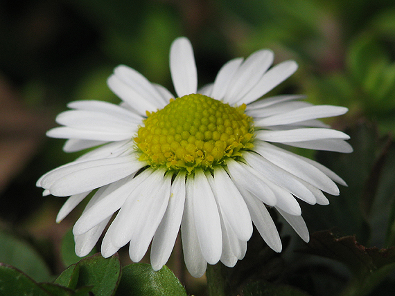 sedmokráska obyčajná Bellis perennis L.