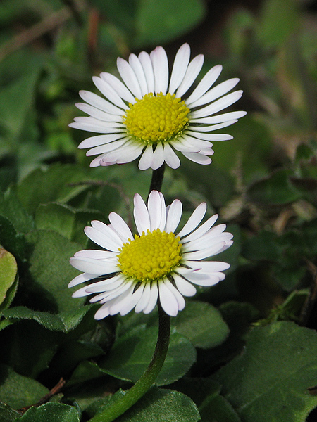 sedmokráska obyčajná Bellis perennis L.