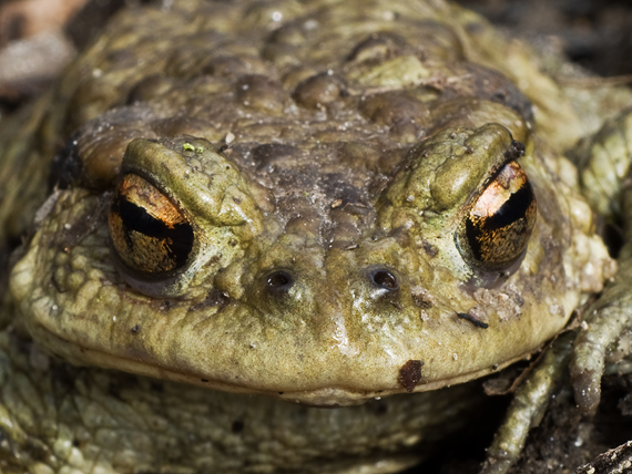 ropucha bradavičnatá Bufo bufo