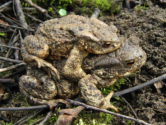 ropucha obecná Bufo bufo