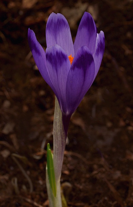 šafran spišský Crocus discolor G. Reuss