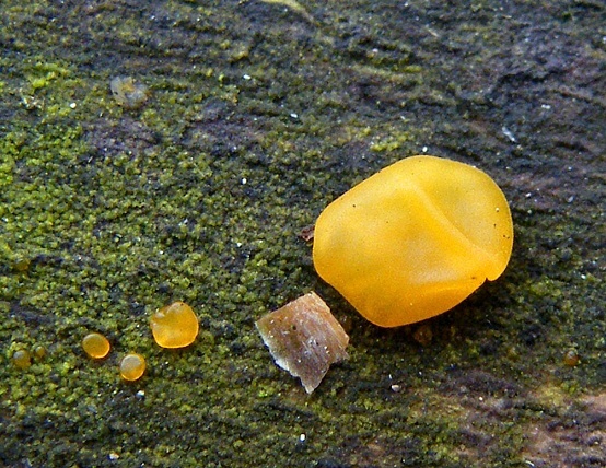 slzovec Dacrymyces sp.