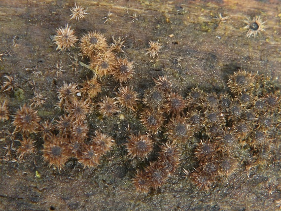 chlpatka Echinosphaeria strigosa (Alb. & Schwein.) Declercq