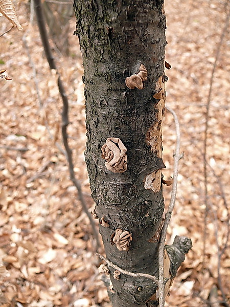 dutinovka otrubnatá Encoelia furfuracea (Roth) P. Karst.