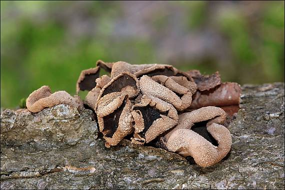 dutinovka otrubnatá Encoelia furfuracea (Roth) P. Karst.