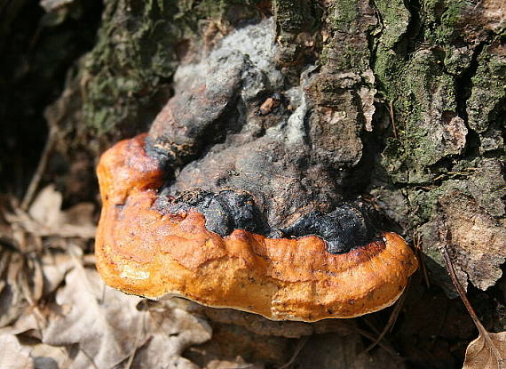 práchnovček pásikavý Fomitopsis pinicola (Sw.) P. Karst.