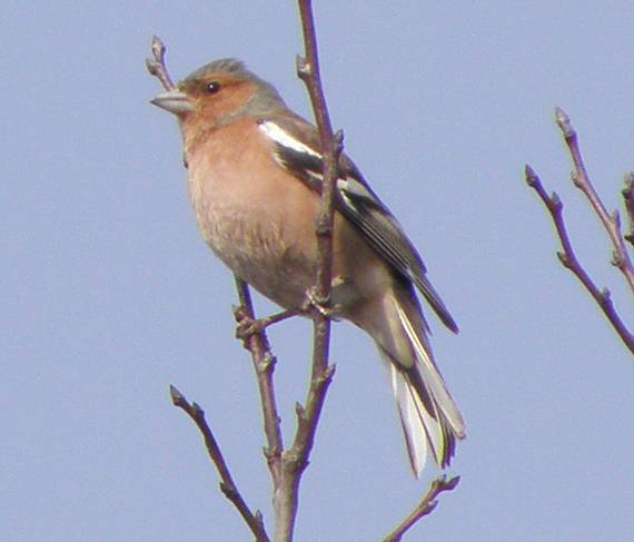 pinka lesná  Fringilla coelebs