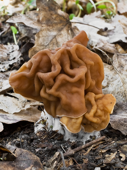 ušiak obrovský Gyromitra gigas (Krombh.) Cooke