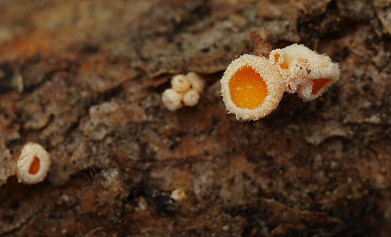 vlnuška neškodná Lachnellula occidentalis (G.G. Hahn & Ayers) Dharne