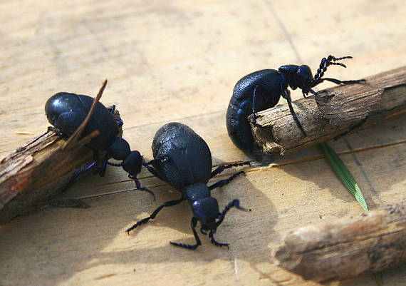 májka obecná Meloe proscarabaeus