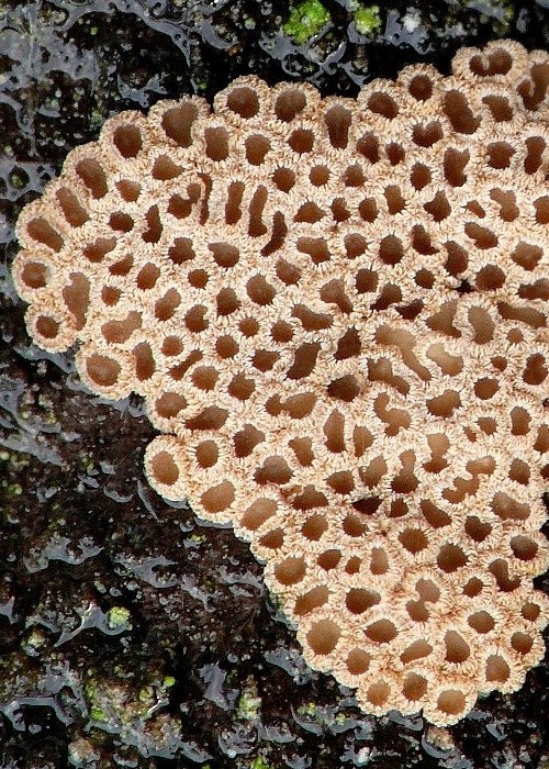 padrobnica zvláštná Merismodes anomala (Pers.) Singer