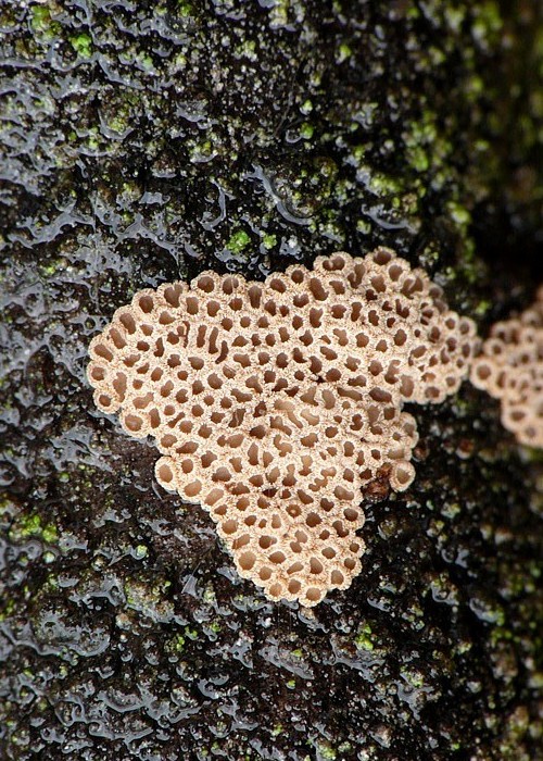 padrobnica zvláštná Merismodes anomala (Pers.) Singer