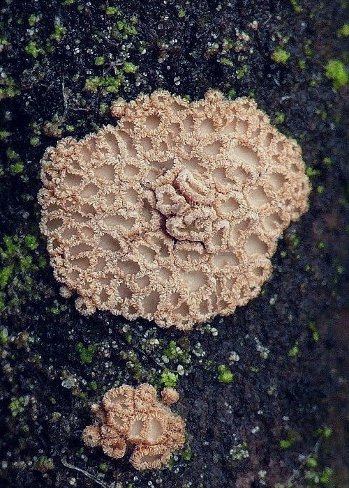 padrobnica zvláštná Merismodes anomala (Pers.) Singer