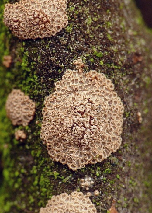 padrobnica zvláštná Merismodes anomala (Pers.) Singer