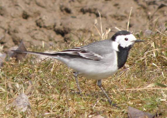 trasochvost biely Motacilla alba