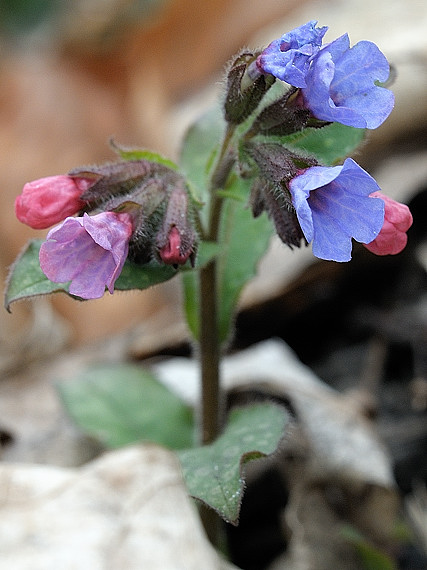 pľúcnik lekársky  Pulmonaria officinalis  L.