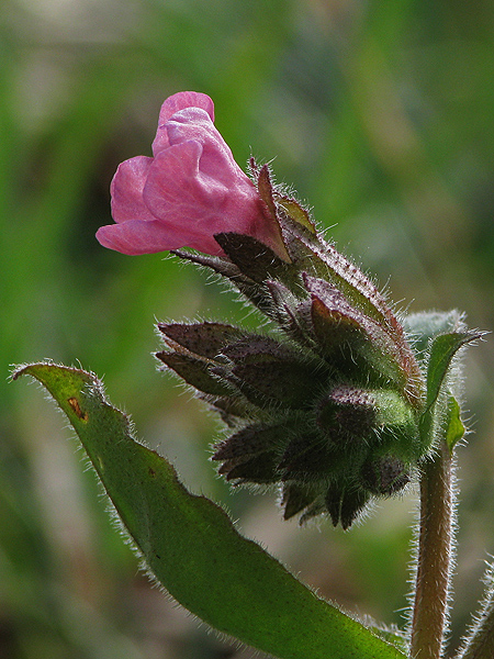 pľúcnik lekársky Pulmonaria officinalis L.