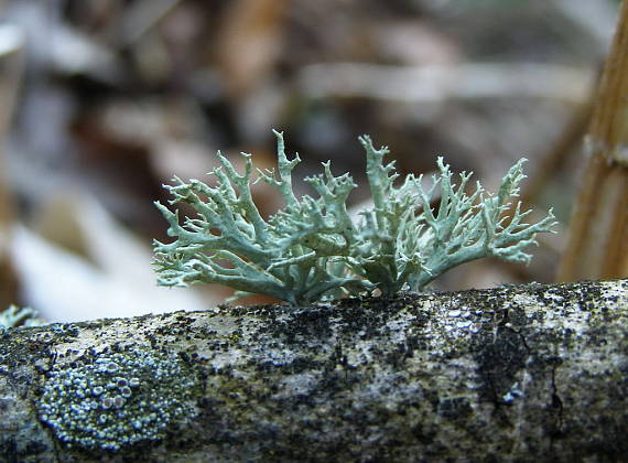 stužkovec topoľový Ramalina fastigiata (Pers.) Ach.