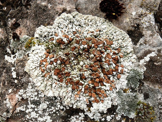 skvamarína chrupkovitá Squamarina cartilaginea var. cartilaginea (With.) P. James