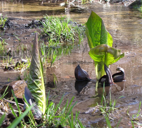 eastern Skunk Cabbage Symplocarpus foetidus