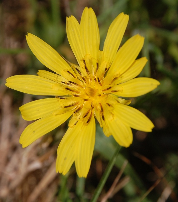 kozobrada východná Tragopogon orientalis L.