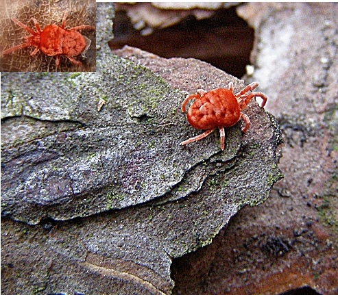 roztočník červený Trombidium holosericeum