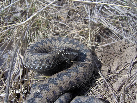 vretenica severna Vipera berus