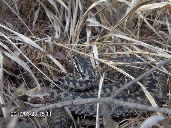 vretenica severna Vipera berus