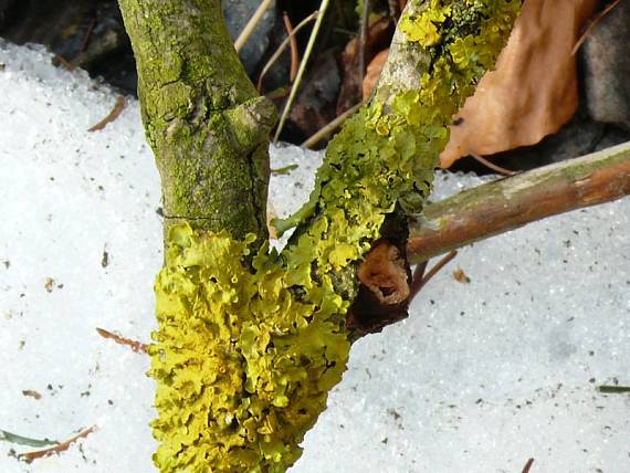 terčovník zední Diskovník múrový  Xanthoria parietina var. parietina