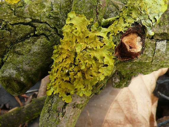 terčovník zední Diskovník múrový  Xanthoria parietina var. parietina