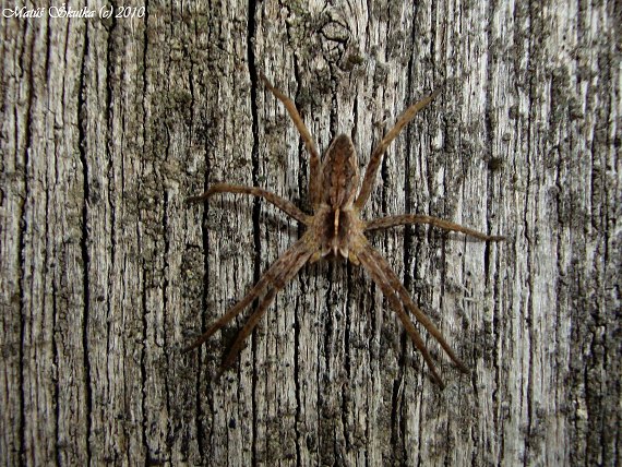 lovčík hôrny (Pisaura mirabilis)