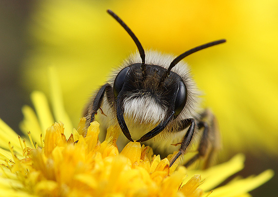 pieskárka Andrena vaga