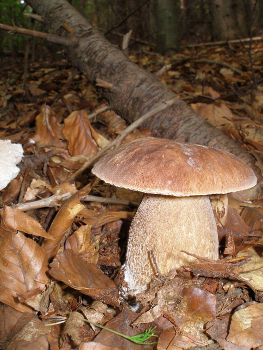 hríb dubový Boletus reticulatus Schaeff.