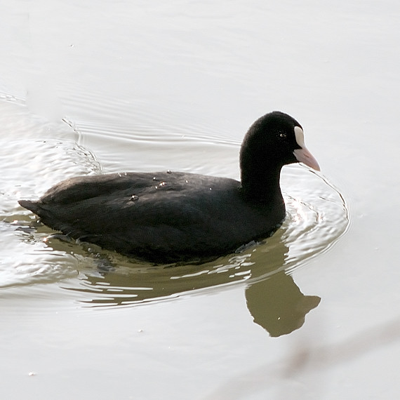 lyska Fulica atra