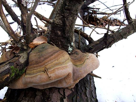 ohňovec Hartigov Phellinus hartigii (Allesch. & Schnabl) Pat.