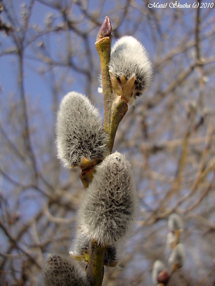 vŕba rakyta Salix caprea L.