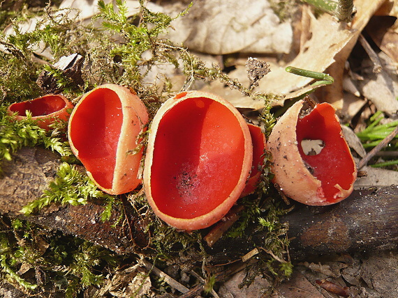 ohnivec šarlátový Sarcoscypha coccinea (Gray) Boud.