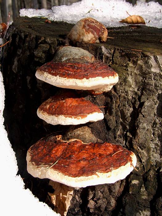 práchnovček pásikavý Fomitopsis pinicola (Sw.) P. Karst.