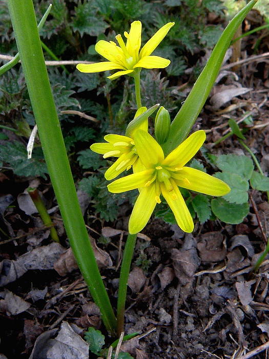 krivec žltý Gagea lutea (L.) Ker Gawl.