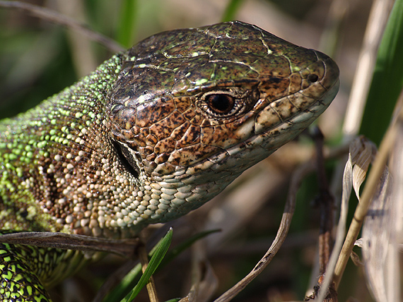 jašterica zelená  Lacerta viridis