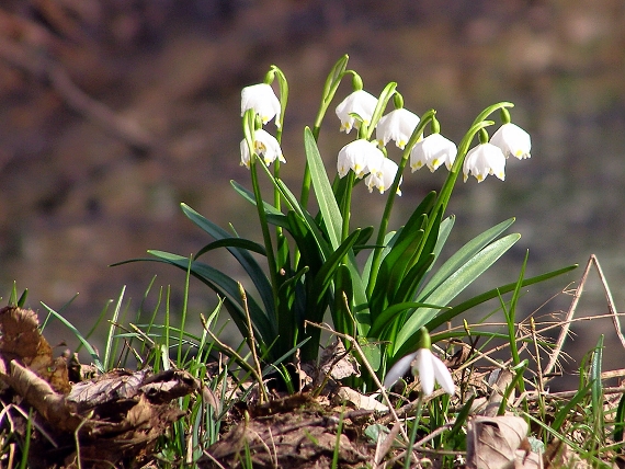 bleduľa jarná-bledule jarní  Leucojum vernum L.